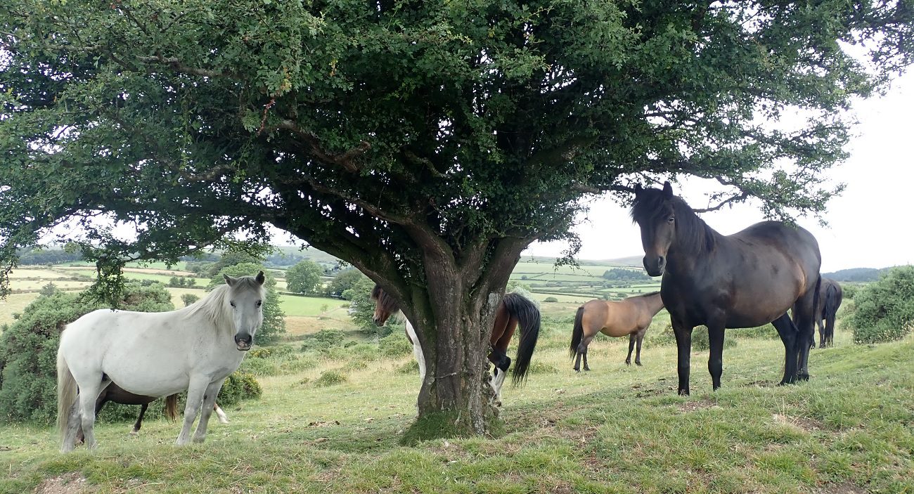 Dartmoor ponies