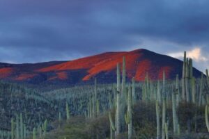 Saguaro Cactus Roadtrip USA
