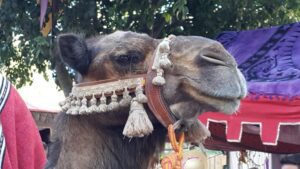 Medieval festival at Silves, on the way from Lagos to Lisbon