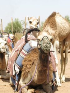 Camel, Morocco with kids