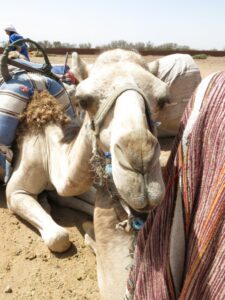 Camel, Morocco with kids