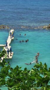 Swimming with dolphin Ocho Rios, Jamaica all inclusive