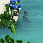 Swimming with dolphin Ocho Rios, Jamaica all inclusive