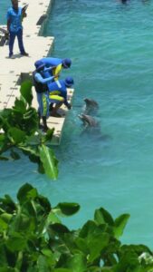 Swimming with dolphin Ocho Rios, Jamaica all inclusive