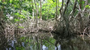 Black River Crocodile tour, Jamaica all inclusive