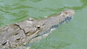 Black River Crocodile tour, Jamaica all inclusive
