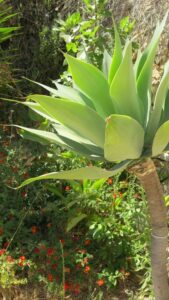 Tropical Campsite near Lagos