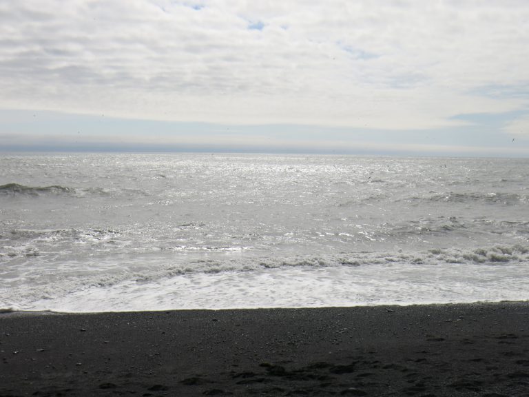 Puffins on the sea