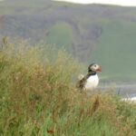 Puffins, Vik, Iceland pictures