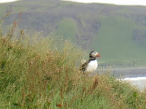 Puffins, Vik, Iceland pictures