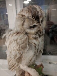owl taxidermy Old School, Slapton Sands