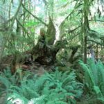 33 top tips for a family Canada Road Trip - via Big Foot, the Rockies and Vancouver Island 15 Vancouver Island trees