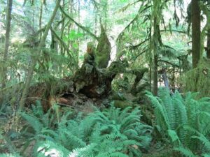 Vancouver Island trees