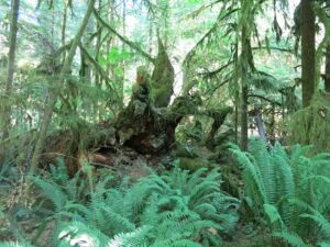 Vancouver Island trees