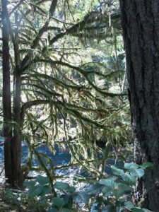 Vancouver Island Scooby Doo trees