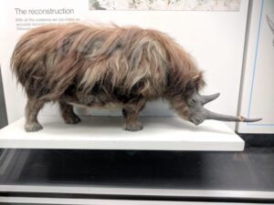 Woolly rhino National History Museum, London, Budget travel, things to do in London with teens