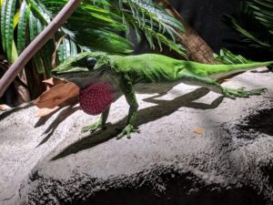 Lizard, London Zoo, things t do in London with teens