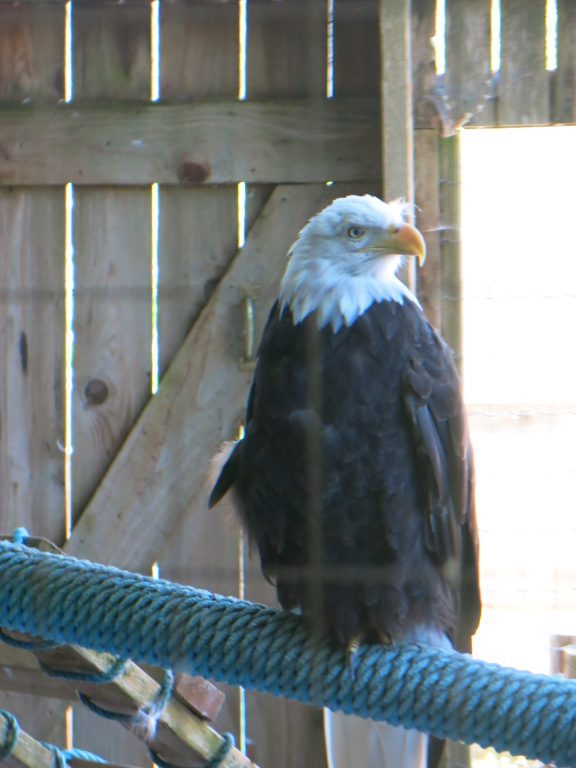 Eagle at North island Wildlife Recover Centre, things to do in Parksville