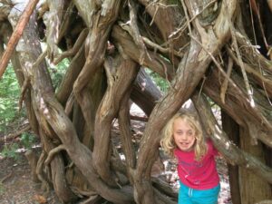 Twisty roots at Cameron Lake Vancouver Island, things to do in Parksville