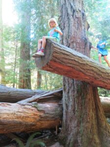 Cathedral Grove, things to do in Parksville