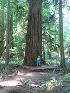 Cathedral Grove, things to do in Parksville