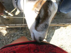 Goat feeding (on my skirt)