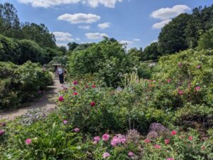 Rose Garden Hyde Park London