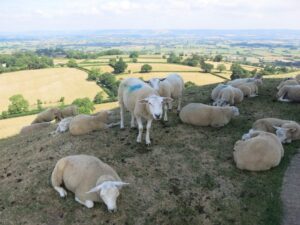 Sheep on Glastonbury Tor