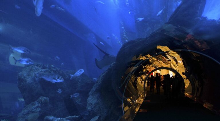 Dubai Aquarium, things to do in Dubai with kids
