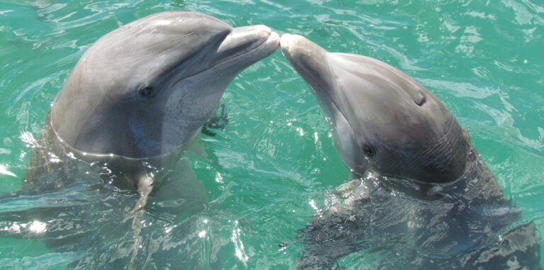 10 things to do in Dubai with kids 9 dolphin