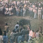 Bull fight, Indonesia