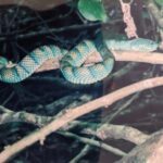 Snake, Malaysian National Park