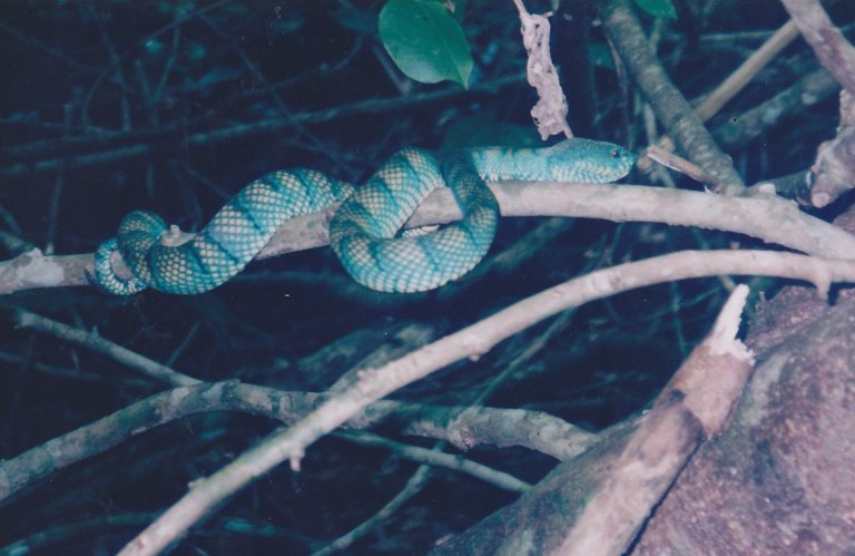 Snake, Malaysian National Park, travel tales