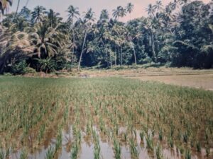 Ubud ideas for bucket lists