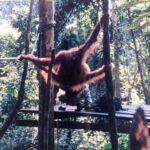 Orangutan, Borneo, bucket list destinations