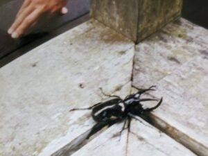 Rhino beetle, Borneo, bucket list destinations