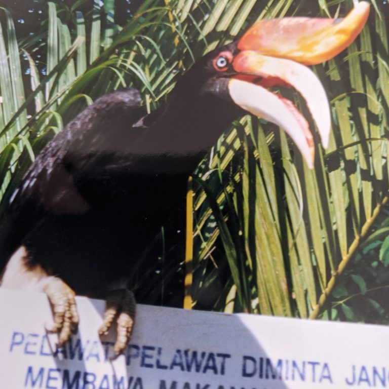 Hornbill, Borneo, Affordable Bucket List destinations