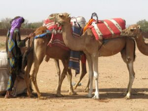 Camel caravan, Morocco photography