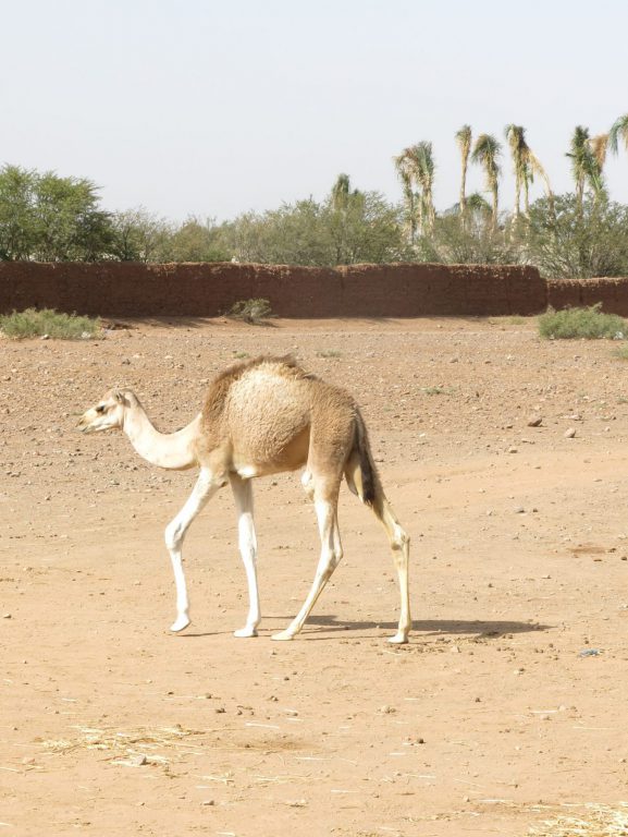 Camel. Morocco photography