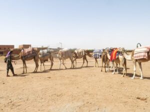 Camel caravan, Morocco photography