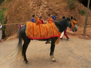 Moroccan horse, Morocco photography