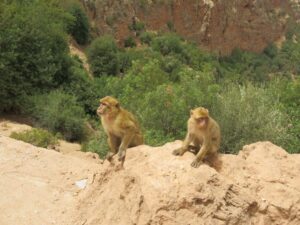 Monkeys, Morocco photography