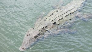 Black River Crocodile tour, Jamaica all inclusive, Jamaica photography