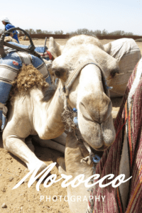 Morocco photography camel