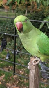 Feeding the parakeets in Hyde Park, London itinerary with kids