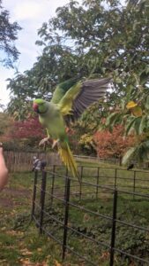 Feeding the parakeets in Hyde Park, London itinerary with kids