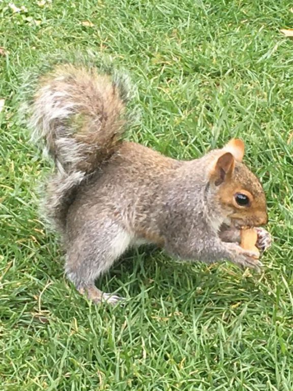 Squirrel eating nut, Brandon Hill, things to do in Bristol with kids in lockdown