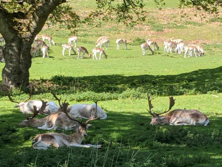 Deer at Ashton Court, Things to do in Bristol with kids in lockdown