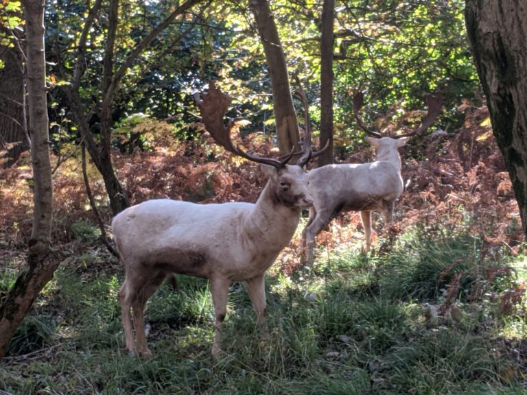 Deer at Ashton Court, Things to do in Bristol with kids in lockdown