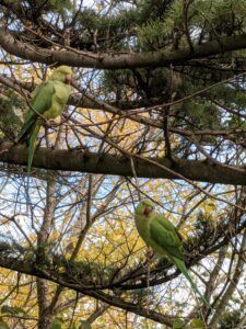 Lorikeets, Hyde Park, London itinerary with kids